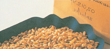 高品質なデュラム小麦